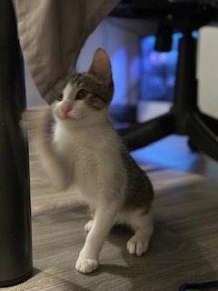 A picture of one of my cats