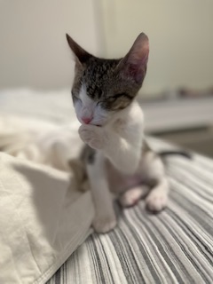 A picture of one of my cats