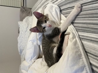 A picture of one of my cats