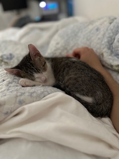 A picture of one of my cats