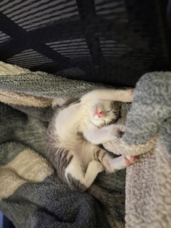 A picture of one of my cats