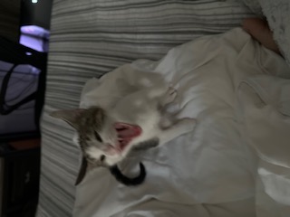 A picture of one of my cats