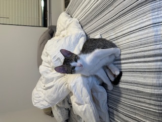 A picture of one of my cats