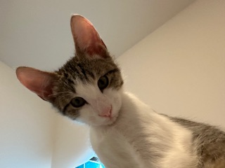 A picture of one of my cats