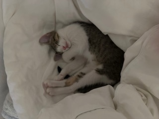 A picture of one of my cats