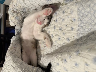 A picture of one of my cats