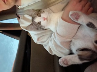 A picture of one of my cats