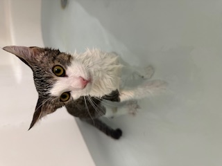 A picture of one of my cats