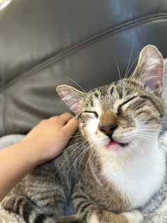 A picture of one of my cats