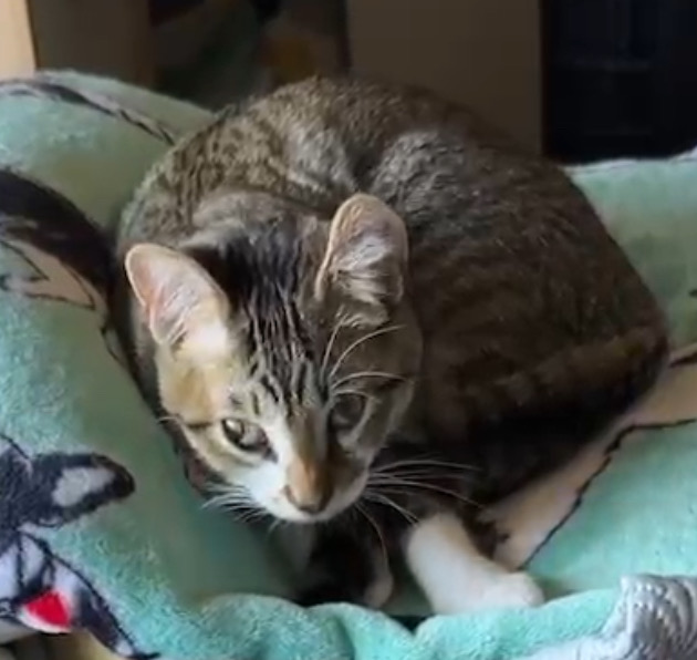 A picture of one of my cats