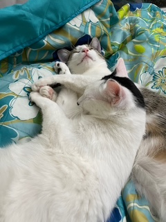 A picture of one of my cats