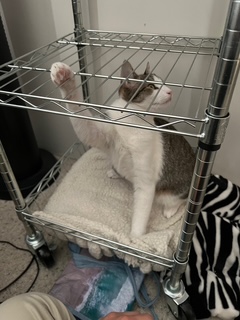 A picture of one of my cats