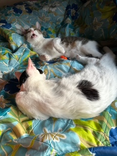 A picture of one of my cats