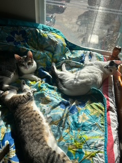 A picture of one of my cats