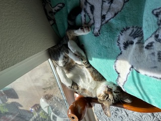 A picture of one of my cats