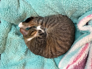 A picture of one of my cats