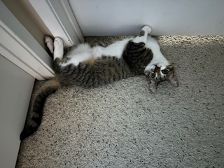 A picture of one of my cats