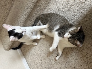 A picture of one of my cats