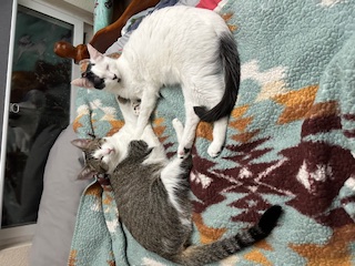 A picture of one of my cats