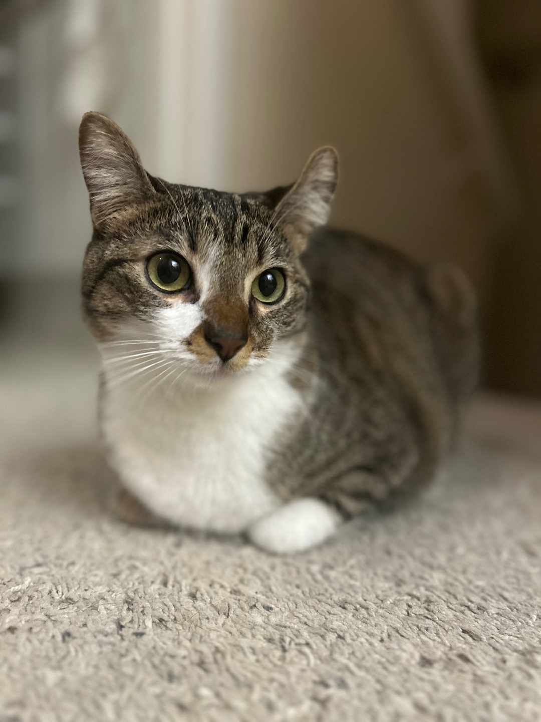 A picture of one of my cats