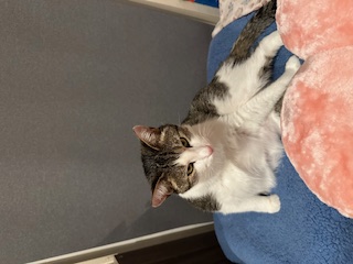 A picture of one of my cats