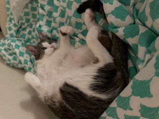 A picture of one of my cats