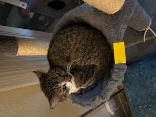 A picture of one of my cats