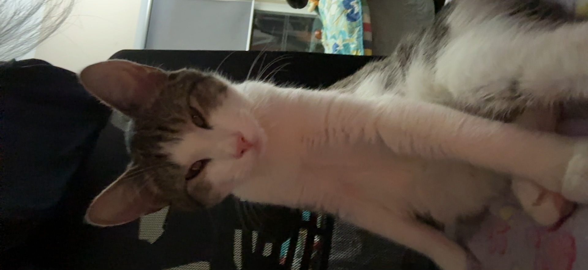 A picture of one of my cats